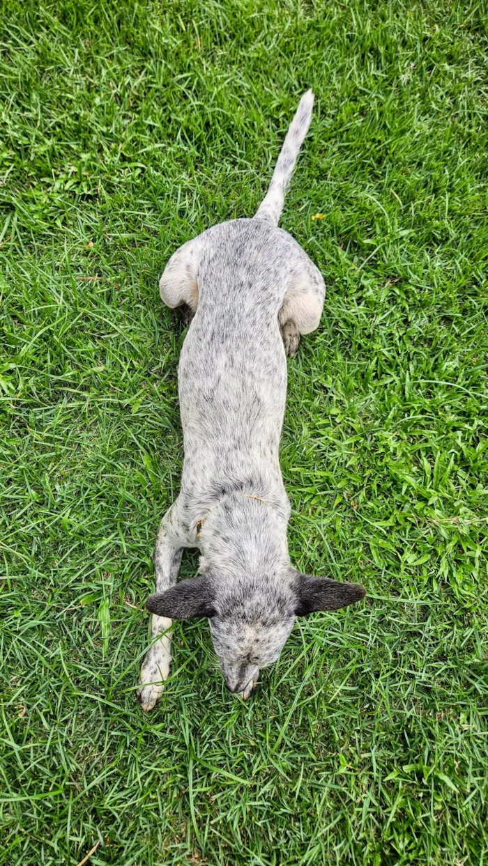 Cachorro ra a Parece Blue Heeler idade 7 a 11 meses nome Cookie