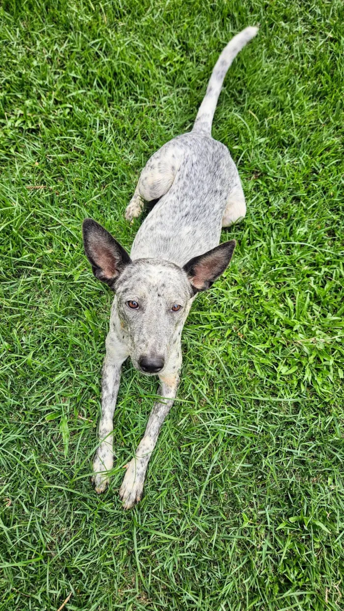Cachorro ra a Parece Blue Heeler idade 7 a 11 meses nome Cookie