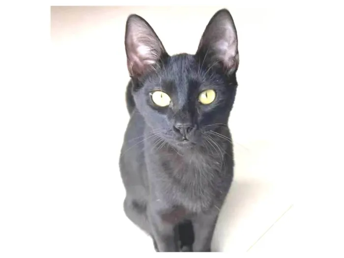 Gato ra a srd idade 7 a 11 meses nome WILL
