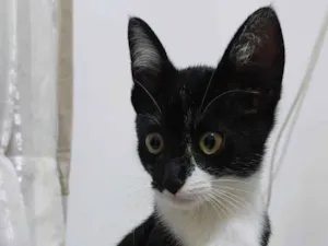 Gato raça SRD-ViraLata idade Abaixo de 2 meses nome Pantufa
