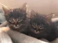 Gatinho