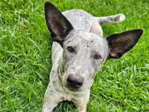 Cachorro raça Parece Blue Heeler idade 7 a 11 meses nome Cookie