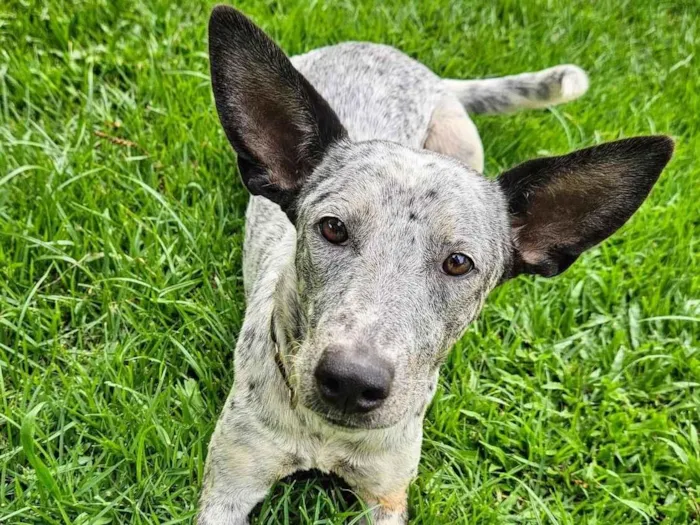 Cachorro ra a Parece Blue Heeler idade 7 a 11 meses nome Cookie