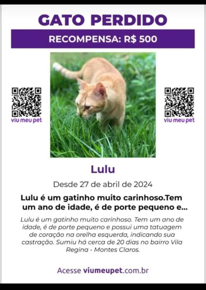 Gato ra a  idade 1 ano nome GRATIFICA - Lulu