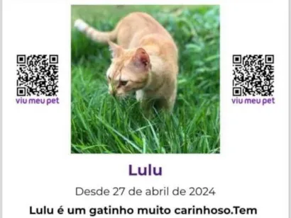 Gato raça  idade 1 ano nome GRATIFICA - Lulu