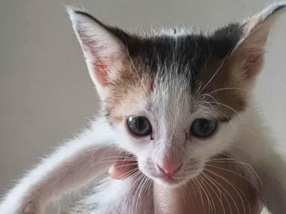 Gato raça  idade 2 a 6 meses nome safira