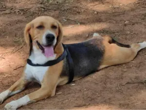 Cachorro raça Beagle idade 4 anos nome Bud
