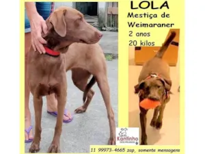 Cachorro raça Weimaraner idade 2 anos nome Lola