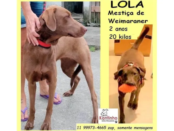 Cachorro ra a Weimaraner idade 2 anos nome Lola