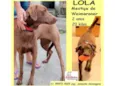 Lola