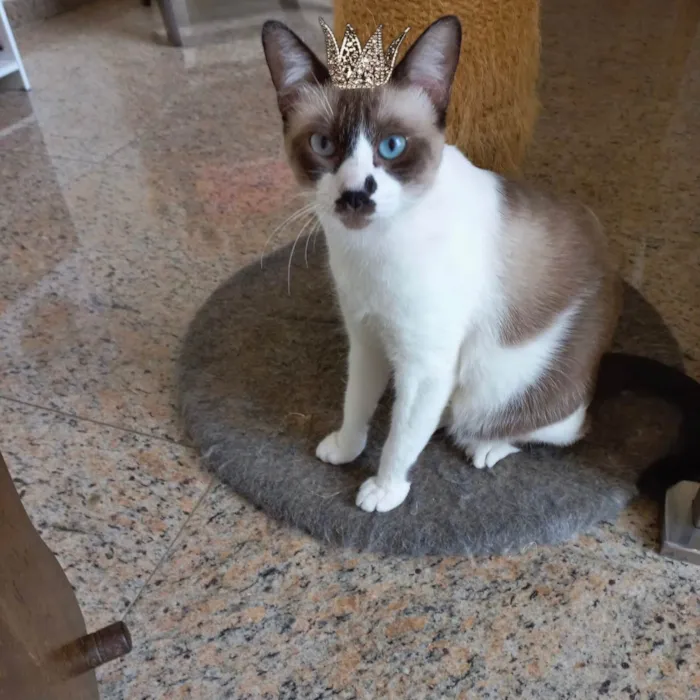 Gato ra a SRD-ViraLata idade 7 a 11 meses nome Amanda 10meses linda e um amor 
