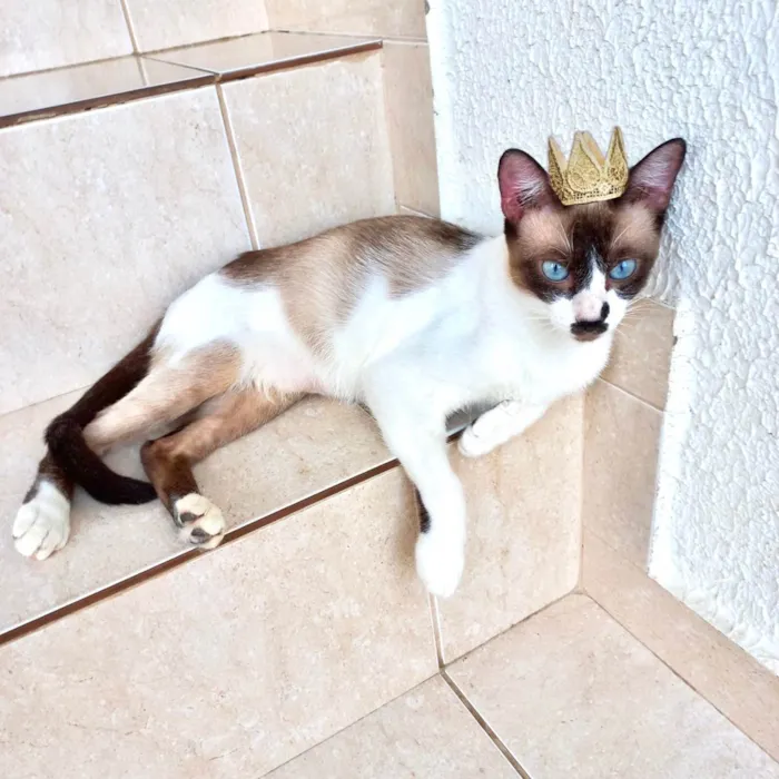 Gato ra a SRD-ViraLata idade 7 a 11 meses nome Amanda 10meses linda e um amor 