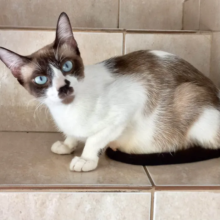 Gato ra a SRD-ViraLata idade 7 a 11 meses nome Amanda 10meses linda e um amor 