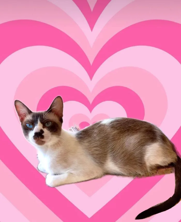 Gato ra a SRD-ViraLata idade 7 a 11 meses nome Amanda 10meses linda e um amor 
