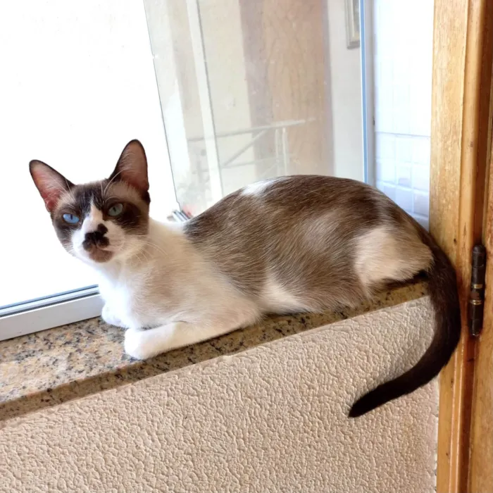Gato ra a SRD-ViraLata idade 7 a 11 meses nome Amanda 10meses linda e um amor 