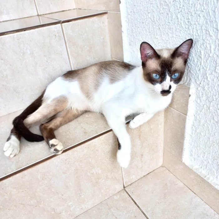 Gato ra a SRD-ViraLata idade 7 a 11 meses nome Amanda 10meses linda e um amor 