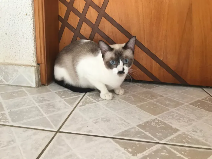 Gato ra a SRD-ViraLata idade 7 a 11 meses nome Amanda 10meses linda e um amor 