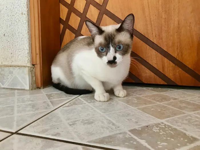 Gato ra a SRD-ViraLata idade 7 a 11 meses nome Amanda 10meses linda e um amor 