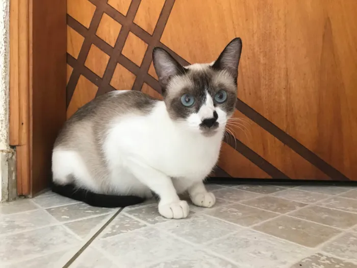 Gato ra a SRD-ViraLata idade 7 a 11 meses nome Amanda 10meses linda e um amor 