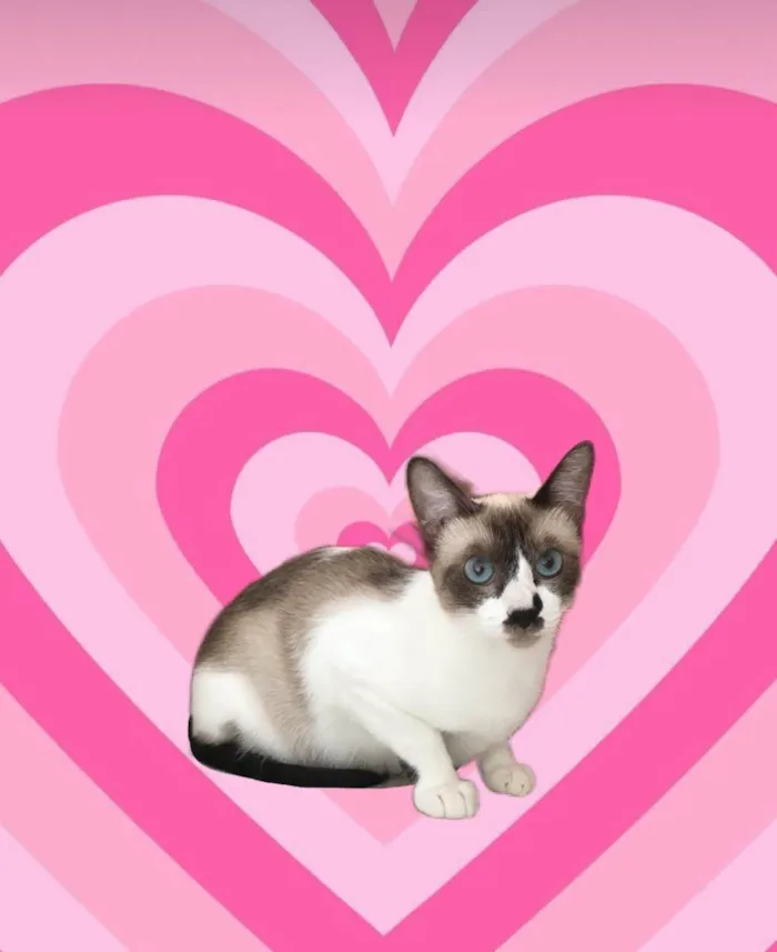 Gato ra a SRD-ViraLata idade 7 a 11 meses nome Amanda 10meses linda e um amor 