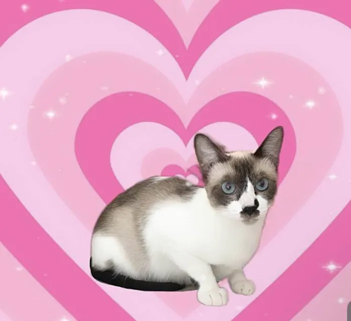 Gato ra a SRD-ViraLata idade 7 a 11 meses nome Amanda 10meses linda e um amor 