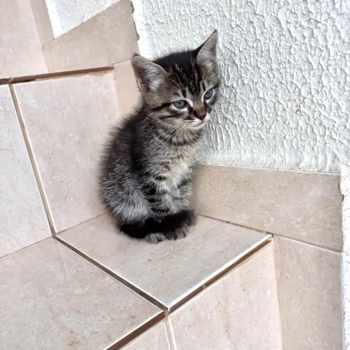 Gato ra a SRD-ViraLata idade Abaixo de 2 meses nome Jinjin 45dias Linda pelo longo 