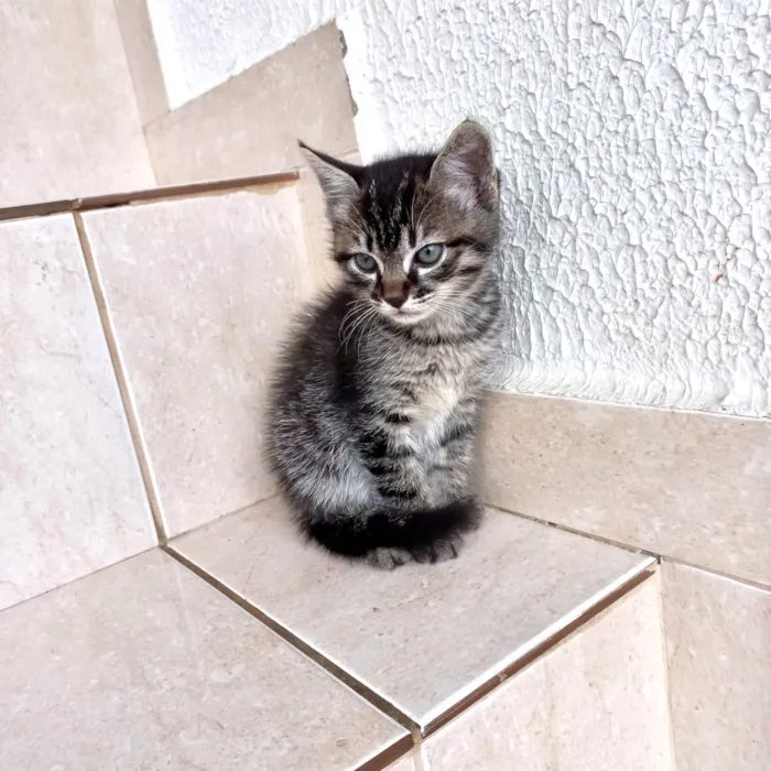 Gato ra a SRD-ViraLata idade Abaixo de 2 meses nome Jinjin 45dias Linda pelo longo 