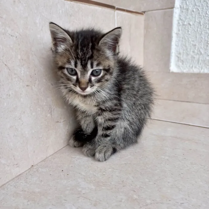 Gato ra a SRD-ViraLata idade Abaixo de 2 meses nome Jinjin 45dias Linda pelo longo 