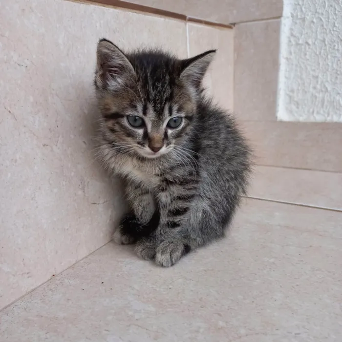Gato ra a SRD-ViraLata idade Abaixo de 2 meses nome Bonbon 45dias lindo e pelo longo 