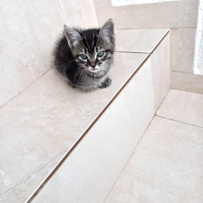 Gato ra a SRD-ViraLata idade Abaixo de 2 meses nome Bonbon 45dias lindo e pelo longo 