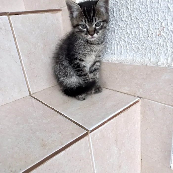 Gato ra a SRD-ViraLata idade Abaixo de 2 meses nome Bonbon 45dias lindo e pelo longo 