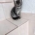 Bonbon 45dias lindo e pelo longo