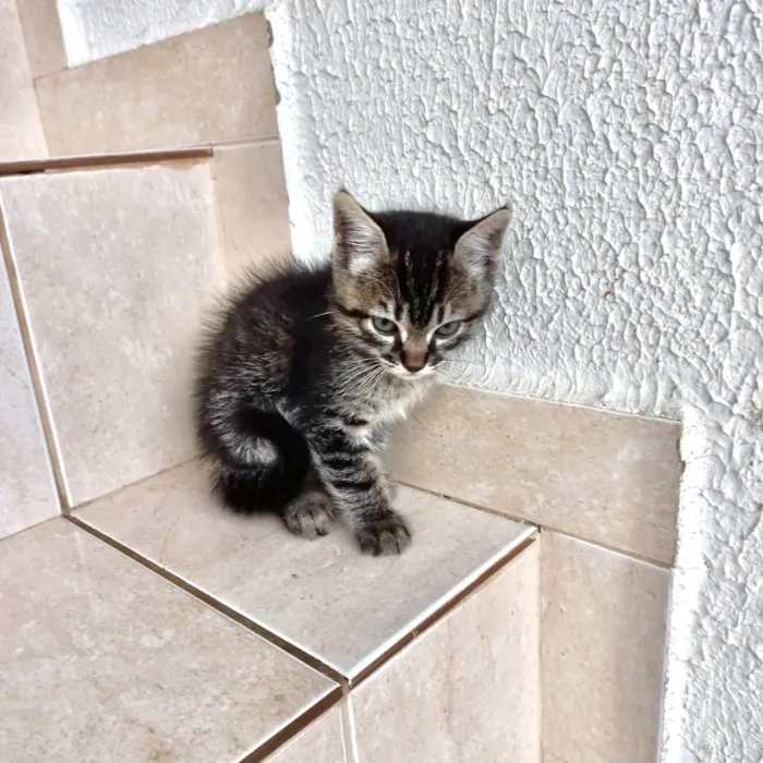 Gato ra a SRD-ViraLata idade Abaixo de 2 meses nome Bonbon 45dias lindo e pelo longo 