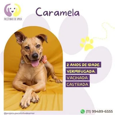 Cachorro ra a SRD-ViraLata idade 2 anos nome Caramela
