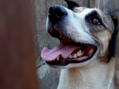 Cachorro raça SRD-ViraLata idade 5 anos nome King