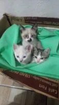 Gatinhos