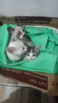 Gatinhos