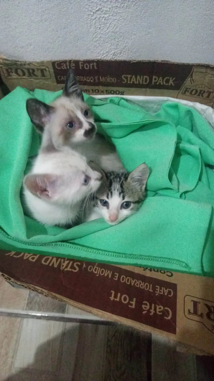 Gato ra a SRD-ViraLata idade 2 a 6 meses nome Gatinhos
