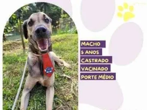 Cachorro raça SRD-ViraLata idade 5 anos nome Billy