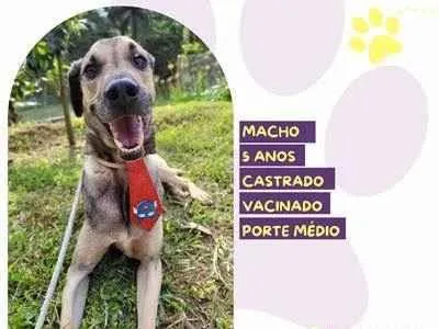 Cachorro ra a SRD-ViraLata idade 5 anos nome Billy