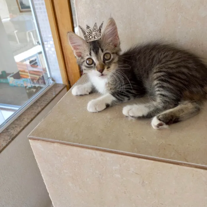 Gato ra a SRD-ViraLata idade 2 a 6 meses nome Caramel 2meses pelo longo linda 