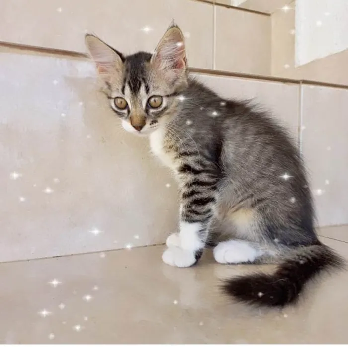 Gato ra a SRD-ViraLata idade 2 a 6 meses nome Caramel 2meses pelo longo linda 