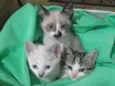 Gatinhos