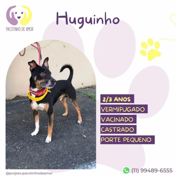 Cachorro ra a SRD-ViraLata idade 2 anos nome Huguinho