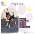 Huguinho
