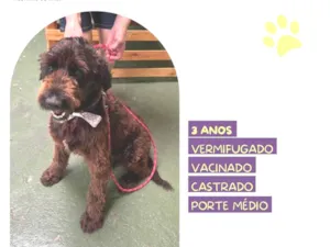 Cachorro raça SRD-ViraLata idade 3 anos nome Black