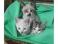Gatinhos