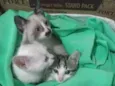 Gatinhos