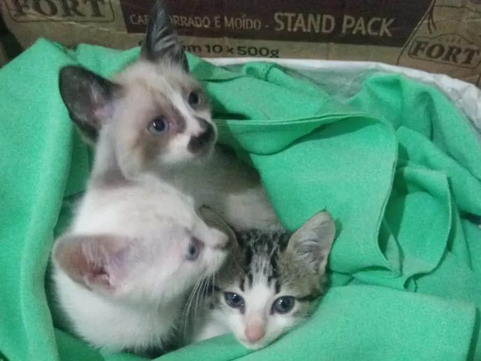 Gato ra a SRD-ViraLata idade 2 a 6 meses nome Gatinhos