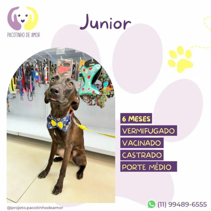Cachorro ra a SRD-ViraLata idade 2 a 6 meses nome Junior